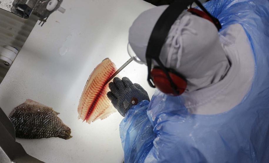 Palotina - 10-10-2020 - Cooperativa C Vale - Industria de Aves e Tilapia - Foto : Jonathan Campos / AEN