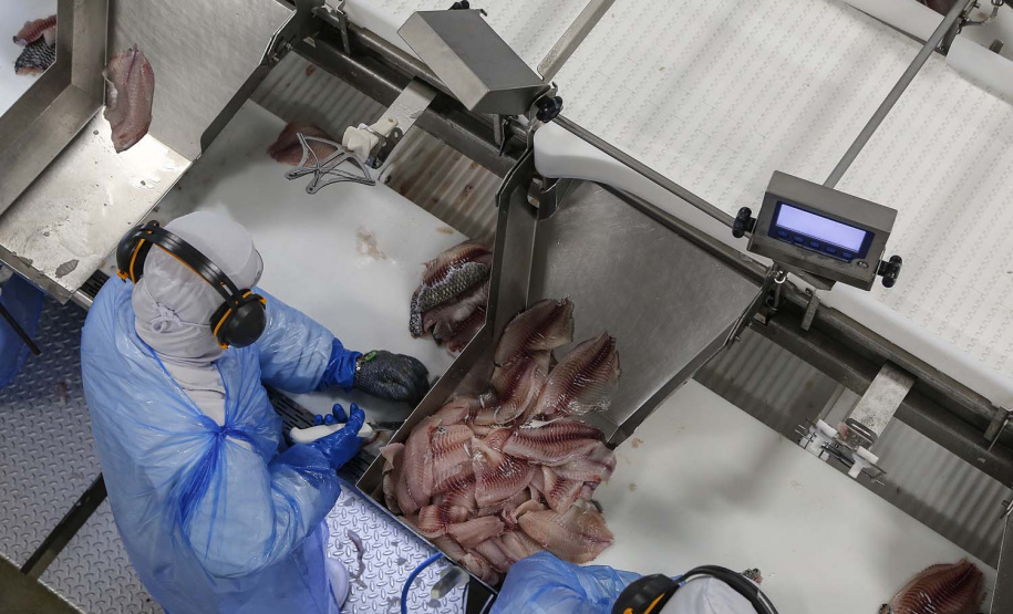 Palotina - 10-10-2020 - Cooperativa C Vale - Industria de Aves e Tilapia - Foto : Jonathan Campos / AEN