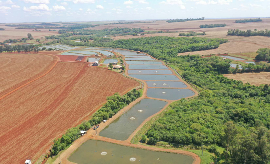 Maripá. Produção de tilápia. Foto: Alessandro Vieira/AEN