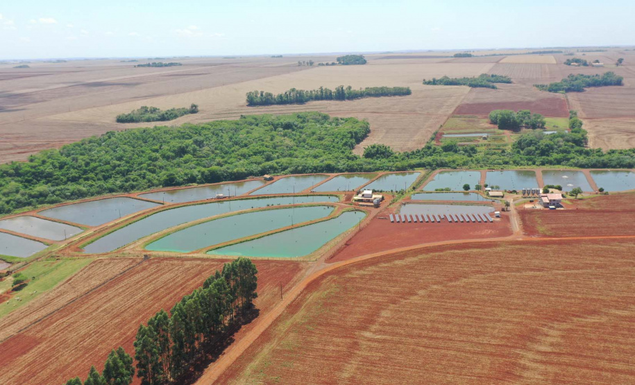Maripá. Produção de tilápia. Foto: Alessandro Vieira/AEN