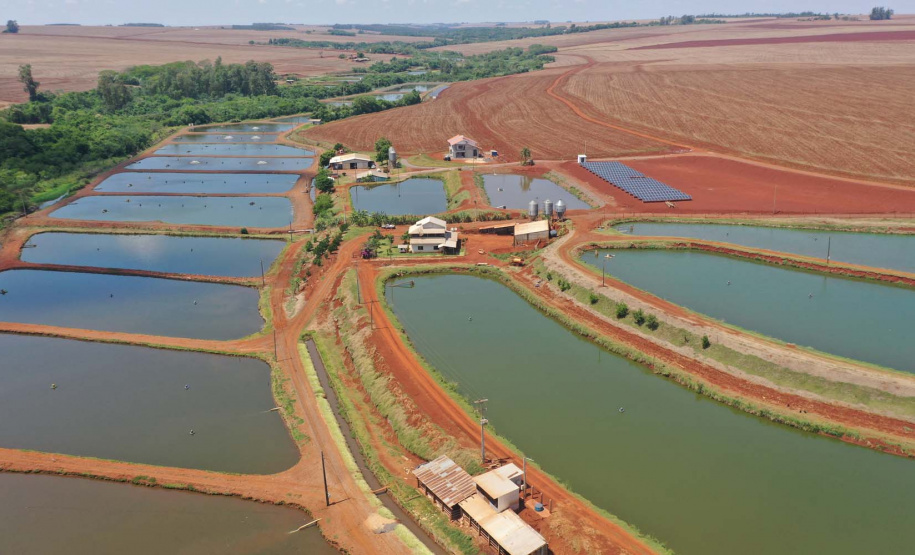 Maripá. Produção de tilápia. Foto: Alessandro Vieira/AEN