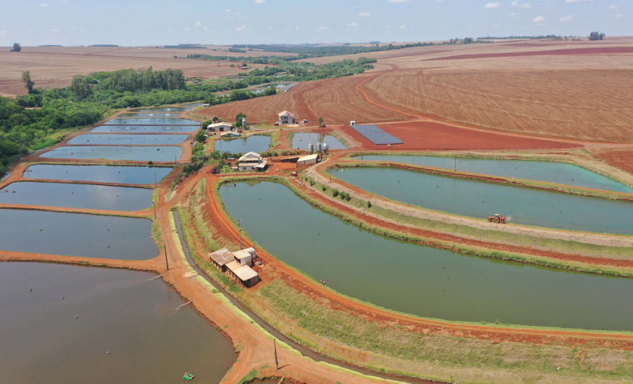 Maripá. Produção de tilápia. Foto: Alessandro Vieira/AEN