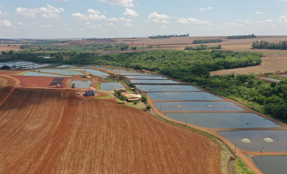 Maripá. Produção de tilápia. Foto: Alessandro Vieira/AEN