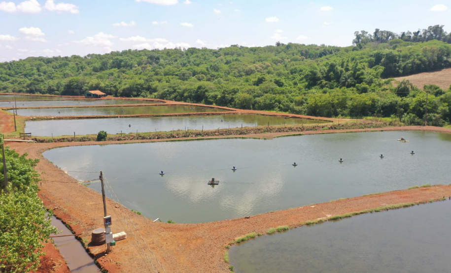 Maripá. Produção de tilápia. Foto: Alessandro Vieira/AEN