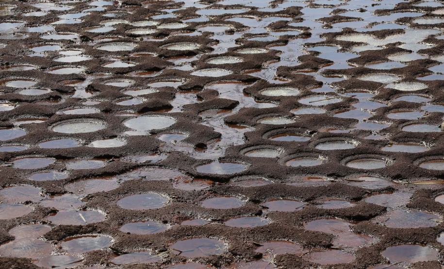 Terra Roxa - 10-10-2020 -Produtores de Tilapia Noemi Holz Borin com seu marido Adair Borin - Foto : Jonathan Campos / AEN
