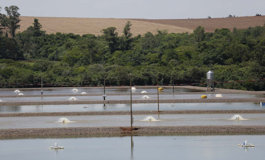 Palotina - 10-10-2020 - Produtor de Tilapia Paulo Alexandre Borba Michelon - Foto : Jonathan Campos / AEN