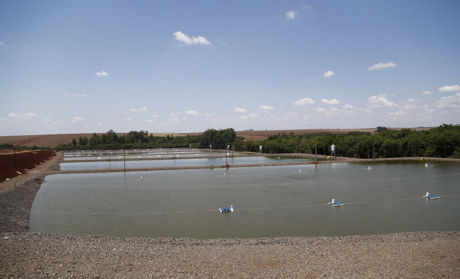 Palotina - 10-10-2020 - Produtor de Tilapia Paulo Alexandre Borba Michelon - Foto : Jonathan Campos / AEN