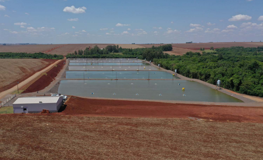 Palotina.Produção de tilápia. Foto: Alessandro Vieira/AEN
