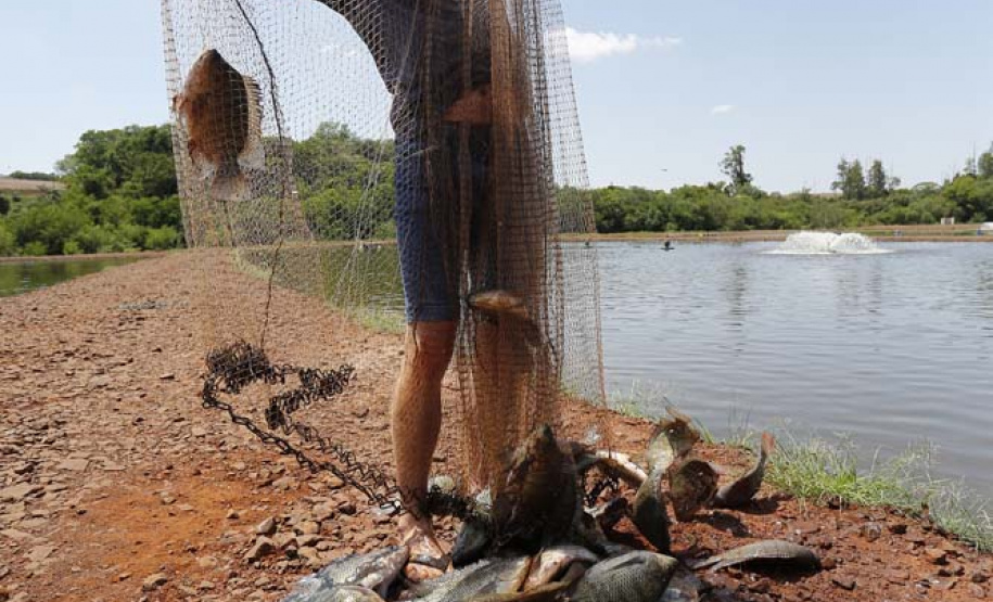 Maripá - 21-10-2020 - Produtor de Tilapia Rosimar Marquardt na região de Maripá- Foto : Jonathan Campos / AEN