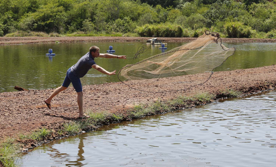 Maripá - 21-10-2020 - Produtor de Tilapia Rosimar Marquardt na região de Maripá- Foto : Jonathan Campos / AEN