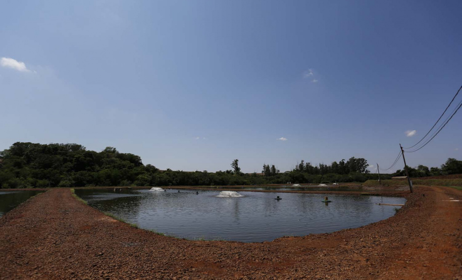 Maripá - 21-10-2020 - Produtor de Tilapia Rosimar Marquardt na região de Maripá- Foto : Jonathan Campos / AEN