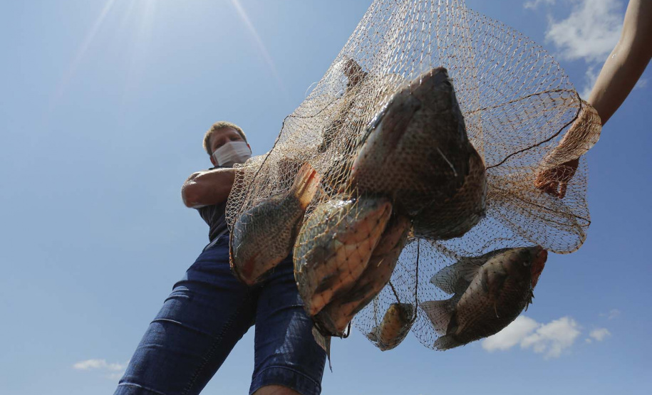 Maripá - 21-10-2020 - Produtor de Tilapia Rosimar Marquardt na região de Maripá- Foto : Jonathan Campos / AEN
