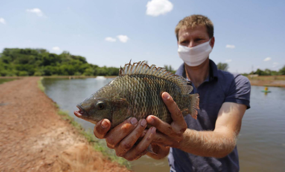Maripá - 21-10-2020 - Produtor de Tilapia Rosimar Marquardt na região de Maripá- Foto : Jonathan Campos / AEN