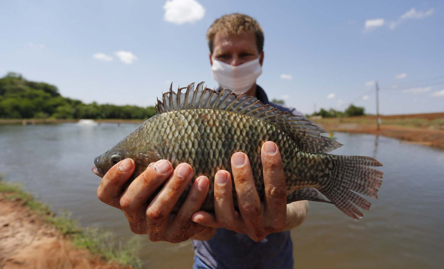 Maripá - 21-10-2020 - Produtor de Tilapia Rosimar Marquardt na região de Maripá- Foto : Jonathan Campos / AEN