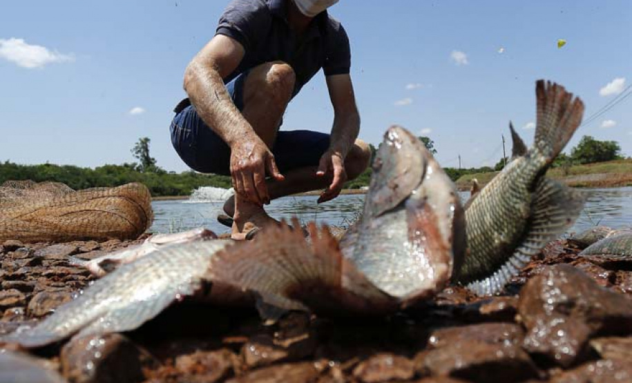 Maripá - 21-10-2020 - Produtor de Tilapia Rosimar Marquardt na região de Maripá- Foto : Jonathan Campos / AEN