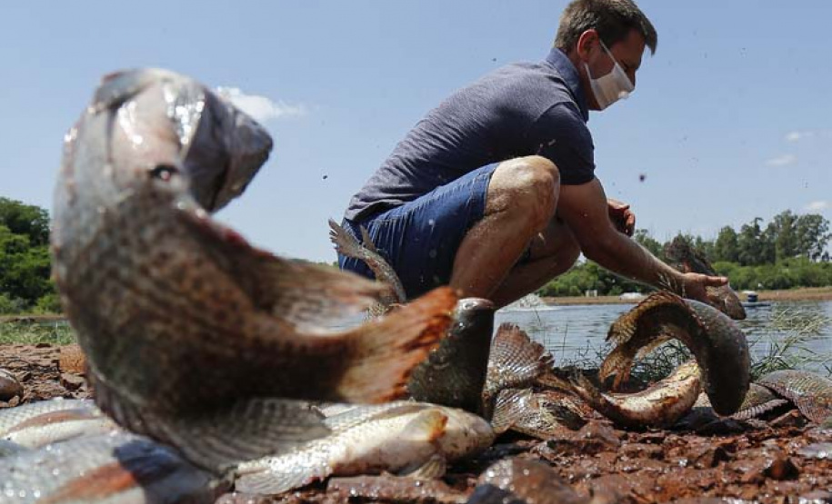 Maripá - 21-10-2020 - Produtor de Tilapia Rosimar Marquardt na região de Maripá- Foto : Jonathan Campos / AEN