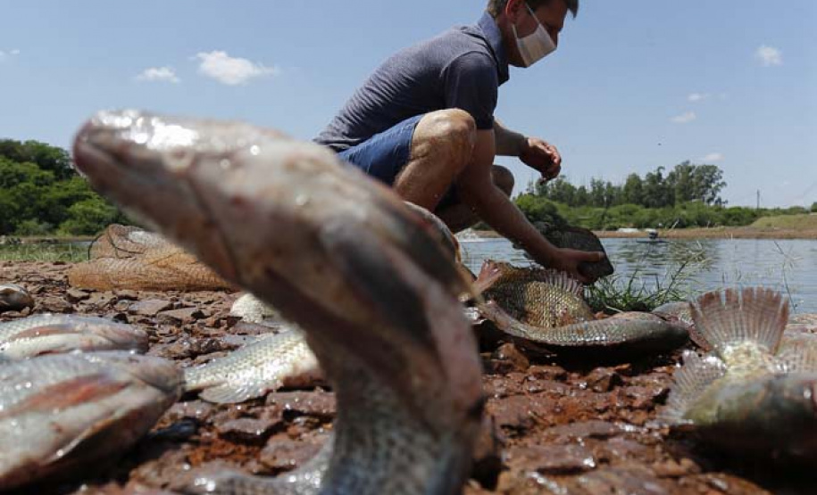 Maripá - 21-10-2020 - Produtor de Tilapia Rosimar Marquardt na região de Maripá- Foto : Jonathan Campos / AEN