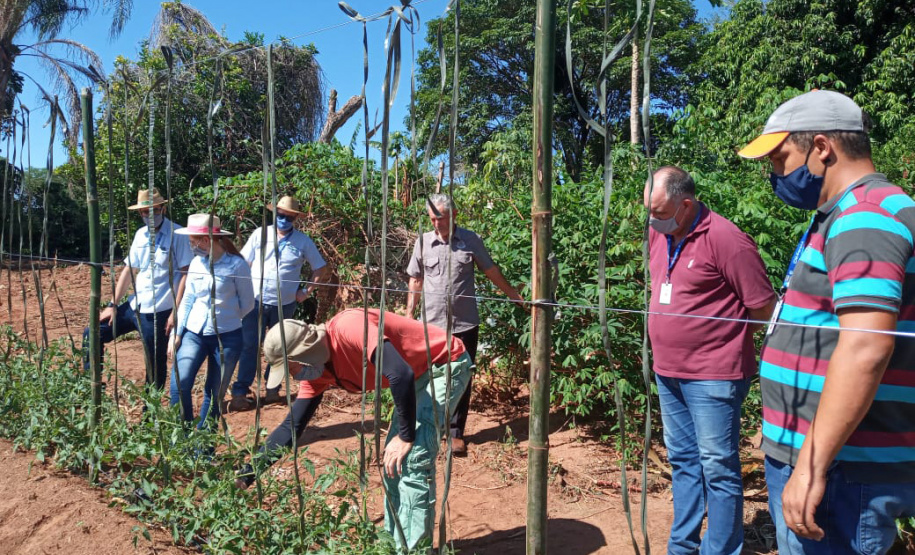 IDR-Paraná usa a internet capacitação conjunta em agricultura orgânica. Foto: IDR
