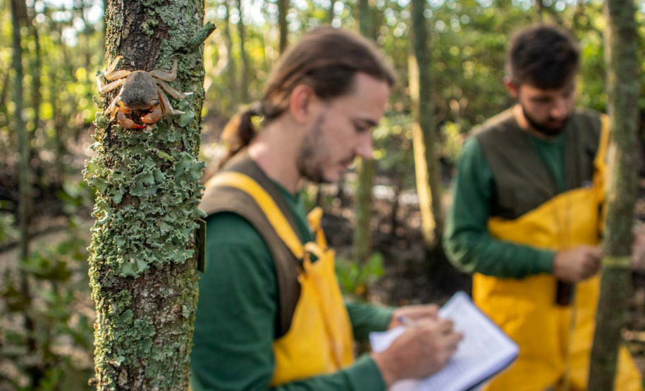 Portos do Paraná obtém 98% de aprovação no desempenho ambiental. Foto: Portos do Paraná