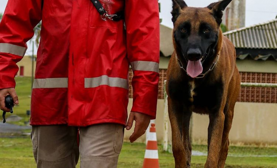 Bombeiros promovem certificação estadual de cães de busca e resgate. Foto: SESP