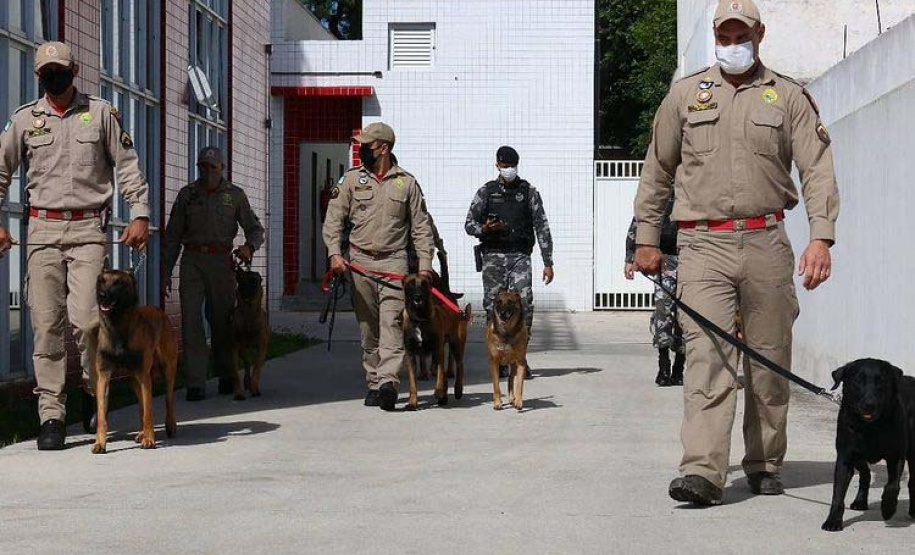 Bombeiros promovem certificação estadual de cães de busca e resgate. Foto: SESP
