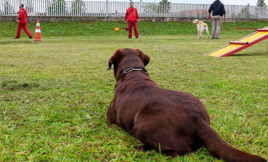 Bombeiros promovem certificação estadual de cães de busca e resgate. Foto: SESP