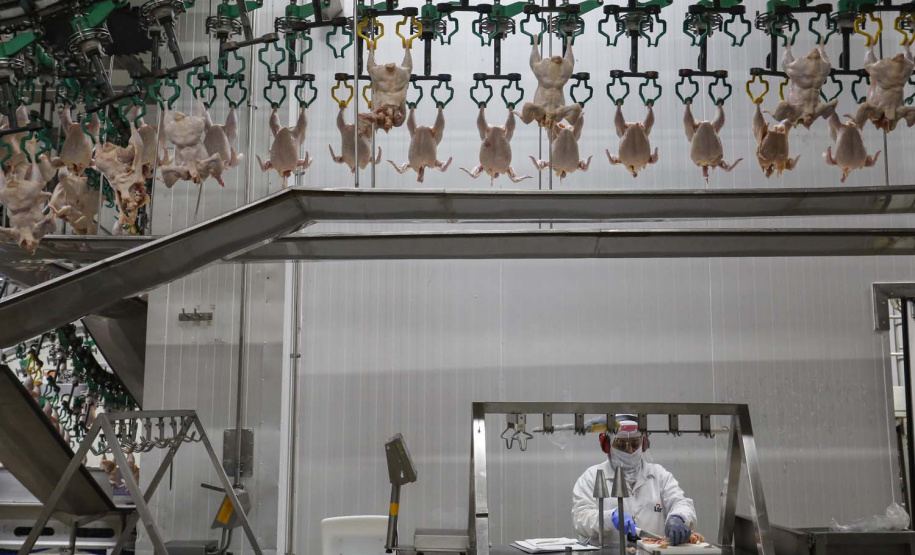 Matelândia- 22-10-2020 - Abatedouro de aves da cooperativa lar em Matelândia - Foto : Jonathan Campos / AEN