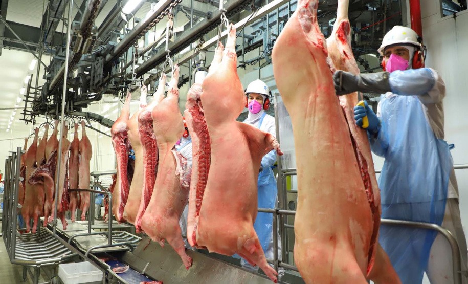 Com sede em Castro, a Alegra abate 3200 suínos por dia e produz cerca de 140 toneladas de produtos diariamente, o que leva a uma média mensal de 3300 toneladas de carnes industrializadas por mês.