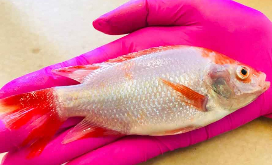 Pesquisadores da UEPG realizam estudo inédito sobre tilápia vermelha. Foto:UEPG