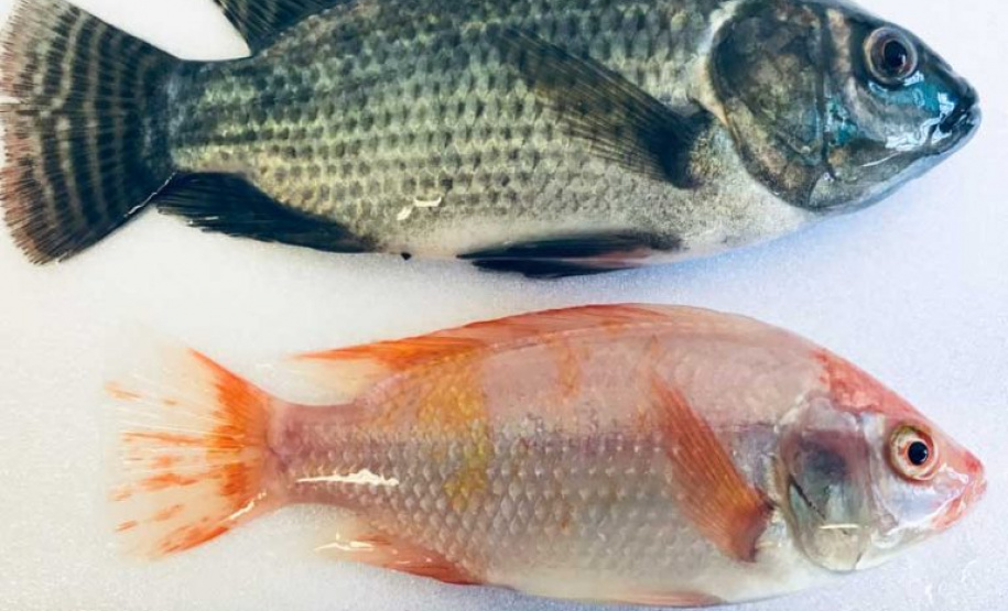 Pesquisadores da UEPG realizam estudo inédito sobre tilápia vermelha. Foto:UEPG