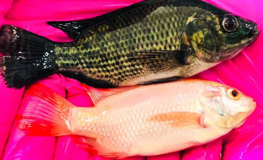 Pesquisadores da UEPG realizam estudo inédito sobre tilápia vermelha. Foto:UEPG