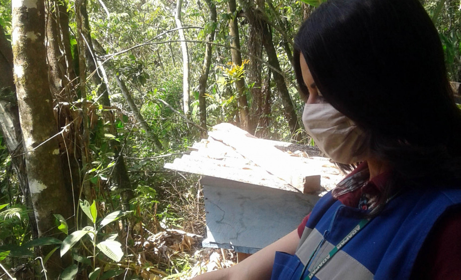 Investigação apontou que produto atingiu nabo forrageiro em flor, que atraía as abelhas. Agricultor foi autuado pela Adapar.
Foto: SEAB