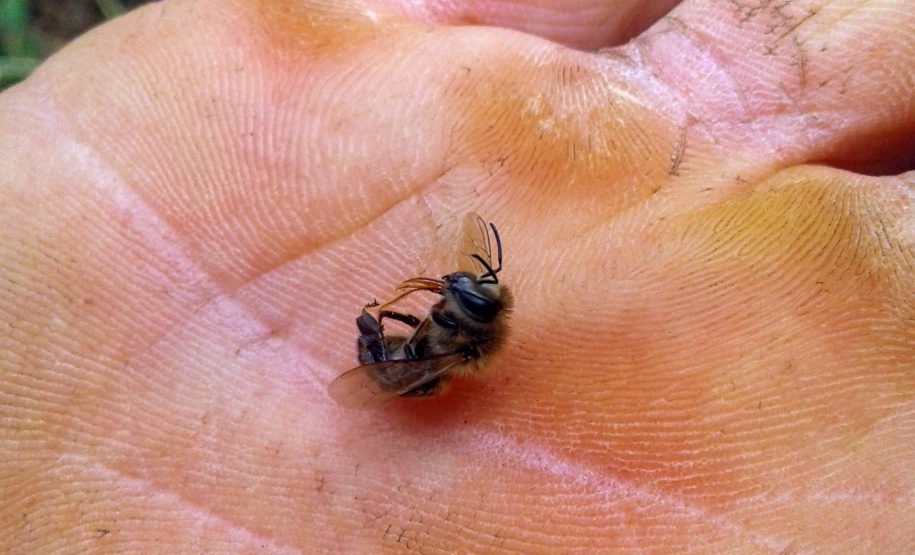 Investigação apontou que produto atingiu nabo forrageiro em flor, que atraía as abelhas. Agricultor foi autuado pela Adapar.
Foto: SEAB