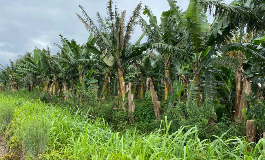 Governo do Estado entrega adubo para produtores do Litoral
.. Foto:SEAB