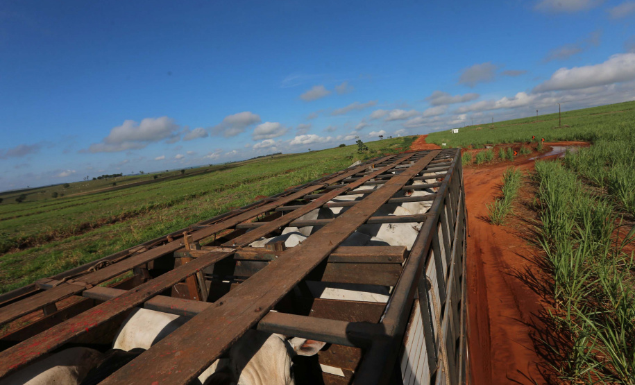 Estrada Boiadeira BR 487 Um convênio entre Itaipu Binacional, Departamento Nacional de Infraestrutura de Transportes (DNIT) e Governo do Paraná vai garantir a execução das obras no trecho paranaense da BR-487, mais conhecida como Estrada Boiadeira. O trecho de 47 km liga os municípios Icaraíma (Porto Camargo) e Umuarama (Serra dos Dourados), no Noroeste do Paraná, e deve estar pronto até início de 2022. 19/11/2020 - Foto: Geraldo Bubniak/AEN