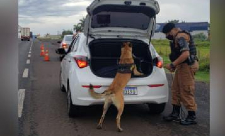 Mais de 500 pessoas são presas e 7 toneladas de maconha e 68 armas apreendidas nas duas etapas da Operação Sinergia. Foto:SESP
