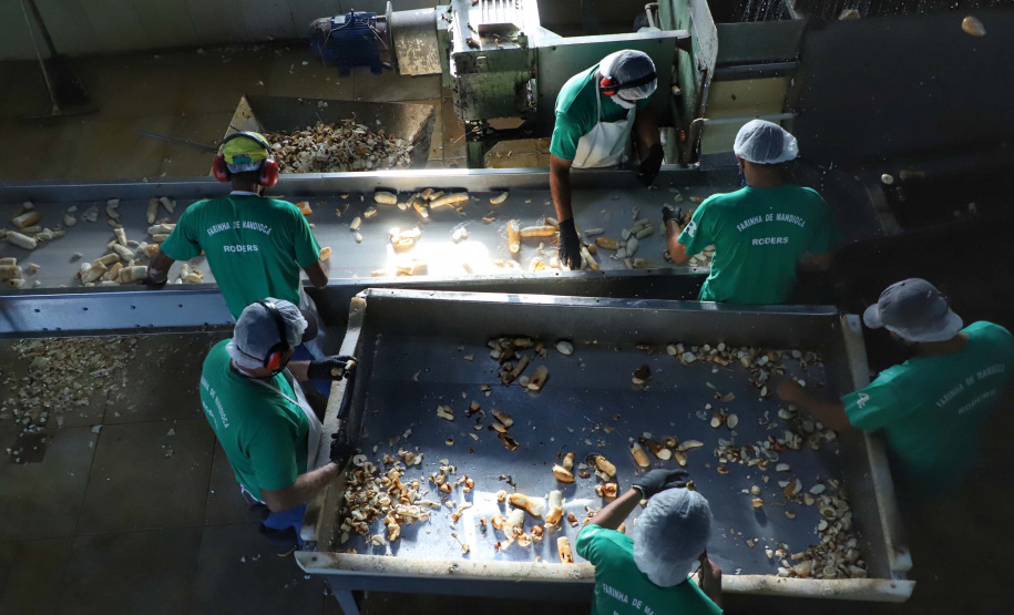 Em Terra Rica está instalada a Farinheira Roders, empresa de origem catarinense que desde 1997 se instalou no paraná para produção de farinha de mandioca. De acordo com Vilmar Roders, proprietário da empresa, são feitas mil toneladas de farinha por mês, sendo que 60% deste volume é destinado à exportação. Foto: José Fernando Ogura/AEN