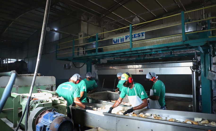 Em Terra Rica está instalada a Farinheira Roders, empresa de origem catarinense que desde 1997 se instalou no paraná para produção de farinha de mandioca. De acordo com Vilmar Roders, proprietário da empresa, são feitas mil toneladas de farinha por mês, sendo que 60% deste volume é destinado à exportação. Foto: José Fernando Ogura/AEN