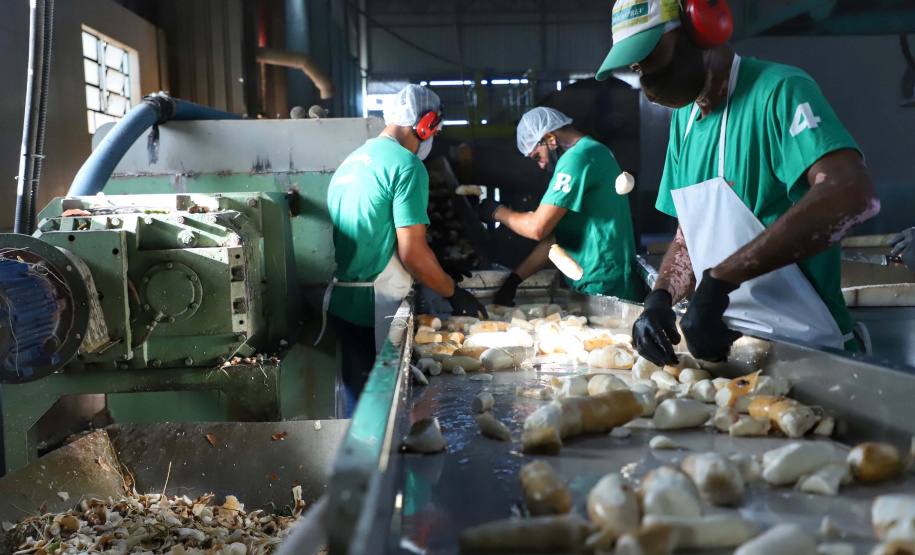 Em Terra Rica está instalada a Farinheira Roders, empresa de origem catarinense que desde 1997 se instalou no paraná para produção de farinha de mandioca. De acordo com Vilmar Roders, proprietário da empresa, são feitas mil toneladas de farinha por mês, sendo que 60% deste volume é destinado à exportação. Foto: José Fernando Ogura/AEN