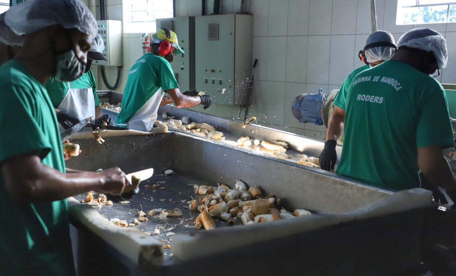 Em Terra Rica está instalada a Farinheira Roders, empresa de origem catarinense que desde 1997 se instalou no paraná para produção de farinha de mandioca. De acordo com Vilmar Roders, proprietário da empresa, são feitas mil toneladas de farinha por mês, sendo que 60% deste volume é destinado à exportação. Foto: José Fernando Ogura/AEN