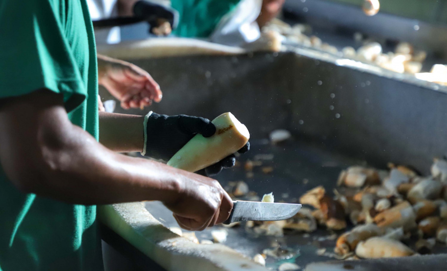 Em Terra Rica está instalada a Farinheira Roders, empresa de origem catarinense que desde 1997 se instalou no paraná para produção de farinha de mandioca. De acordo com Vilmar Roders, proprietário da empresa, são feitas mil toneladas de farinha por mês, sendo que 60% deste volume é destinado à exportação. Foto: José Fernando Ogura/AEN