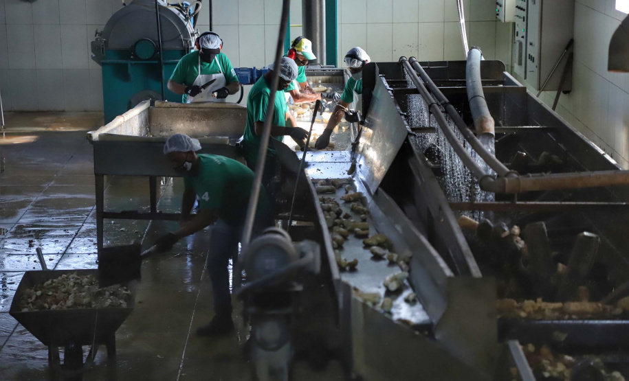 Em Terra Rica está instalada a Farinheira Roders, empresa de origem catarinense que desde 1997 se instalou no paraná para produção de farinha de mandioca. De acordo com Vilmar Roders, proprietário da empresa, são feitas mil toneladas de farinha por mês, sendo que 60% deste volume é destinado à exportação. Foto: José Fernando Ogura/AEN
