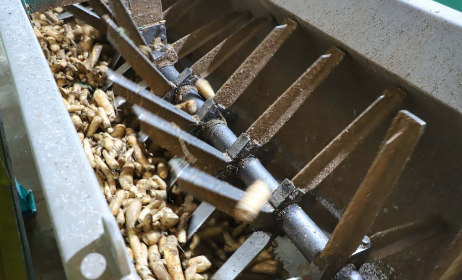 Em Terra Rica está instalada a Farinheira Roders, empresa de origem catarinense que desde 1997 se instalou no paraná para produção de farinha de mandioca. De acordo com Vilmar Roders, proprietário da empresa, são feitas mil toneladas de farinha por mês, sendo que 60% deste volume é destinado à exportação. Foto: José Fernando Ogura/AEN