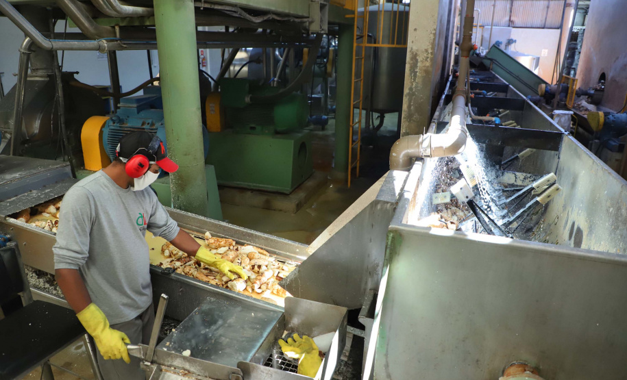 A Amidos Bankhardt, localizada em Paranavaí, existe há 15 anos e produz fécula de mandioca. São 50 funcionários e produção mensal de 1,25 toneladas, sendo que a maior parte é destinada a outras indústrias de transformação. Foto: José Fernando Ogura/AEN