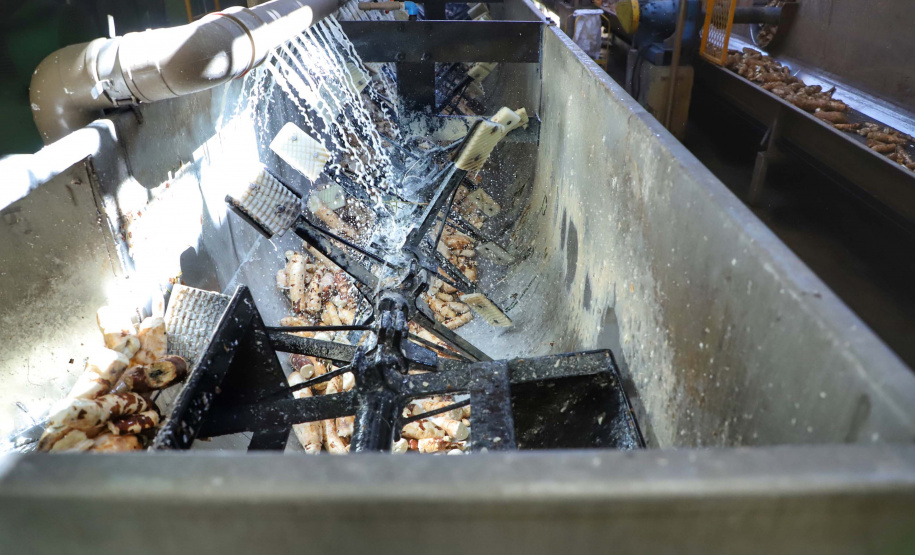 A Amidos Bankhardt, localizada em Paranavaí, existe há 15 anos e produz fécula de mandioca. São 50 funcionários e produção mensal de 1,25 toneladas, sendo que a maior parte é destinada a outras indústrias de transformação. Foto: José Fernando Ogura/AEN