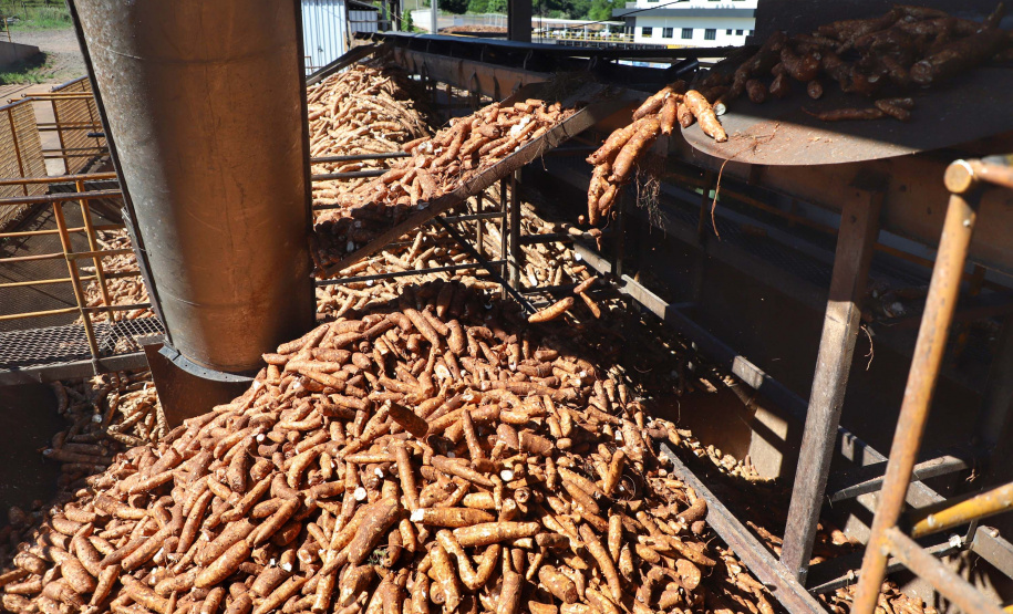 A Amidos Bankhardt, localizada em Paranavaí, existe há 15 anos e produz fécula de mandioca. São 50 funcionários e produção mensal de 1,25 toneladas, sendo que a maior parte é destinada a outras indústrias de transformação. Foto: José Fernando Ogura/AEN