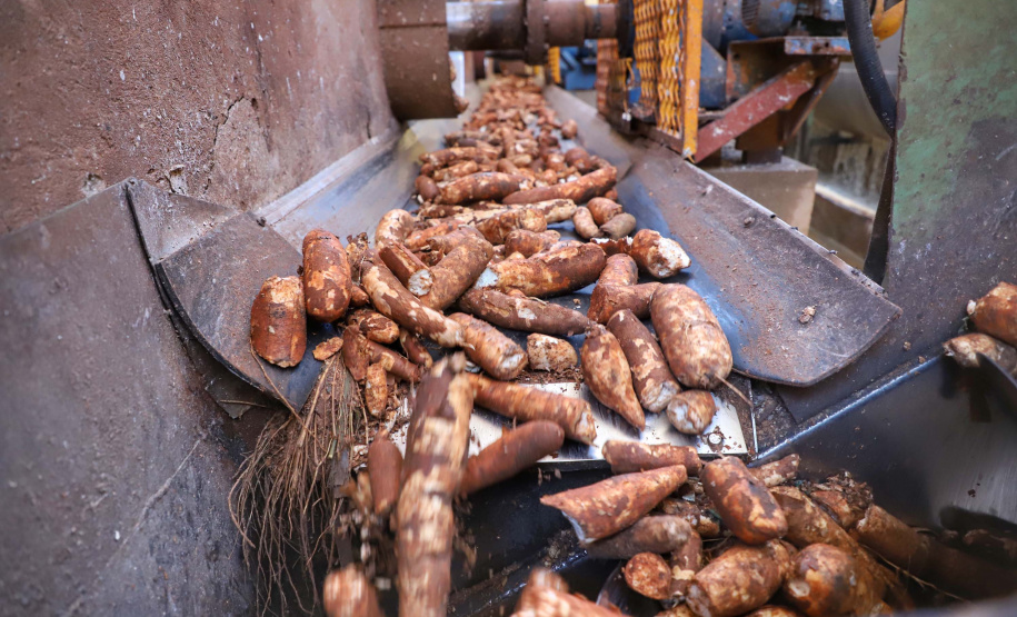 A Amidos Bankhardt, localizada em Paranavaí, existe há 15 anos e produz fécula de mandioca. São 50 funcionários e produção mensal de 1,25 toneladas, sendo que a maior parte é destinada a outras indústrias de transformação. Foto: José Fernando Ogura/AEN