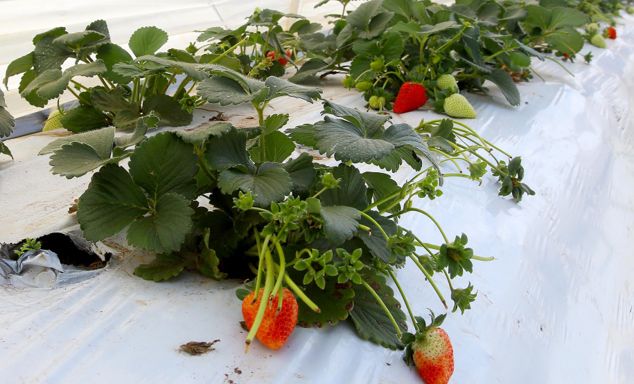 Paraná é o Estado com mais ações municipais agroecológicas. Foto: Jaelson Lucas/Arquivo AEN