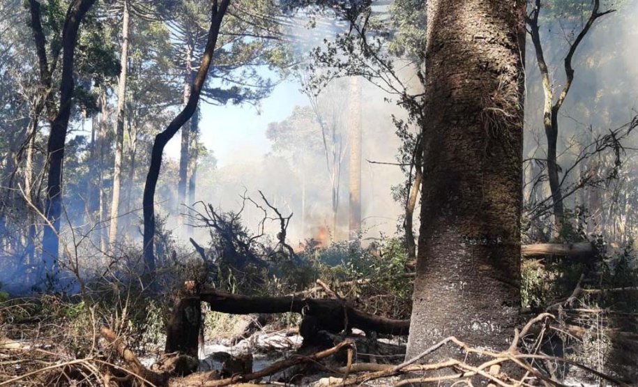 Forças Tarefas resultam em mais de R$5,24 milhões em multas ambientais. Foto:SEDEST