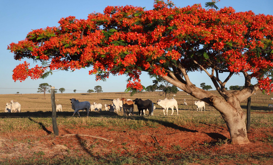Boletim analisa queda no preço da arroba bovina ao produtor. Foto: José Fernando Ogura/AEN